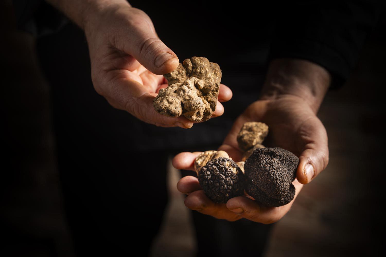 7 cose che (forse) non sai sul Tartufo bianco d’Alba